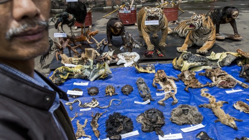 Pandemic spurs ‘End Wildlife Crime’ drive