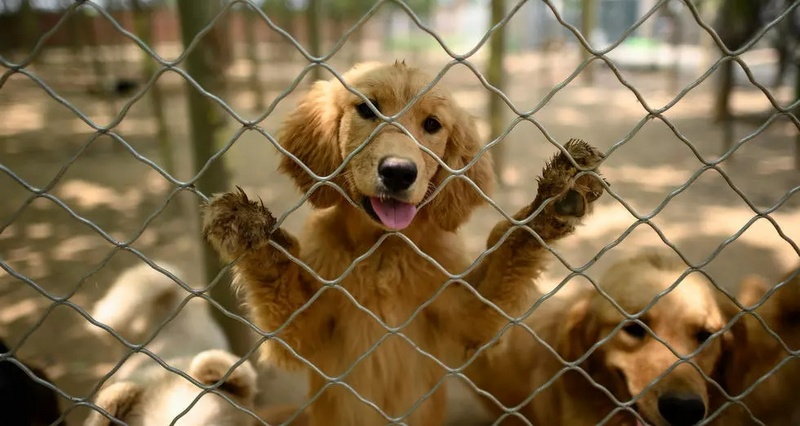 China dog meat festival goes ahead but virus takes a toll