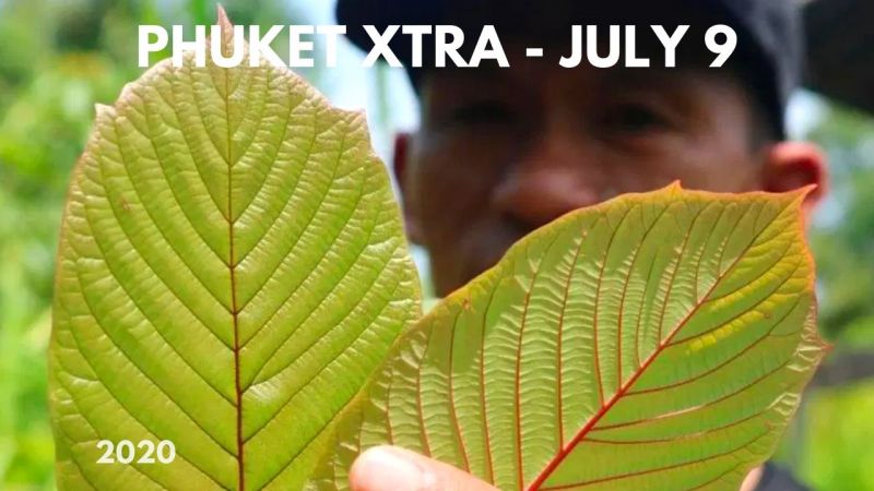PHUKET XTRA: VIDEO: Closer to legal kratom! Thailand takes ’slave monkey’ measures? || July 9