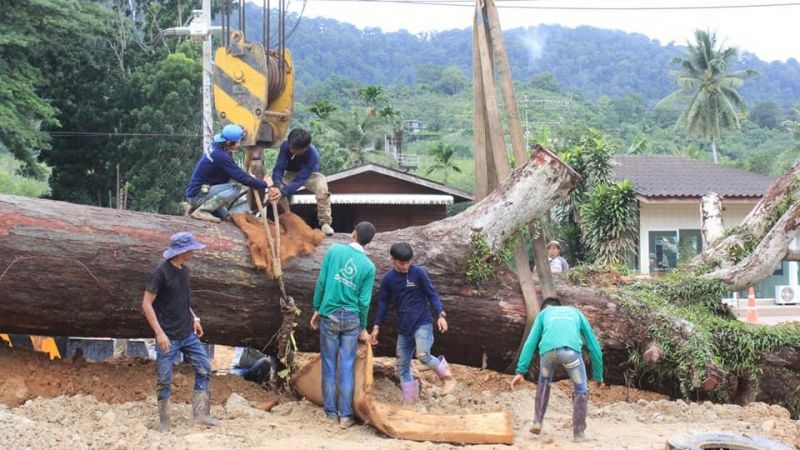 Phuket villagers rally to save 300-year-old tree from road expansion