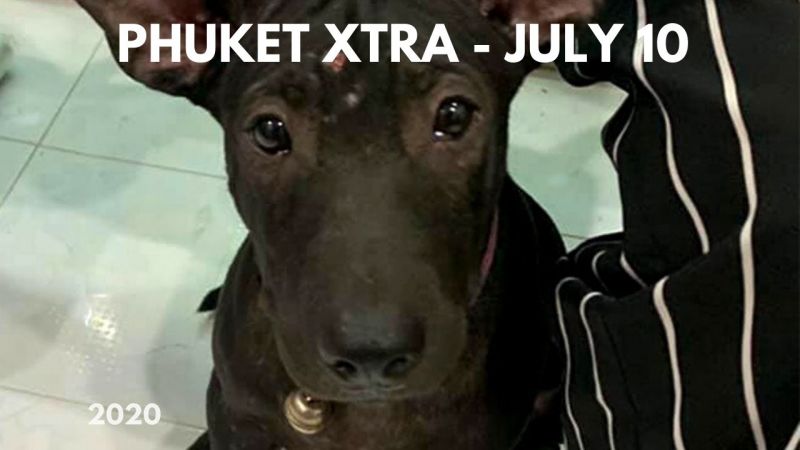 PHUKET XTRA: VIDEO: Lost dog knock on pet clinic door! Phuket immigration clarifies rules? || July 10
