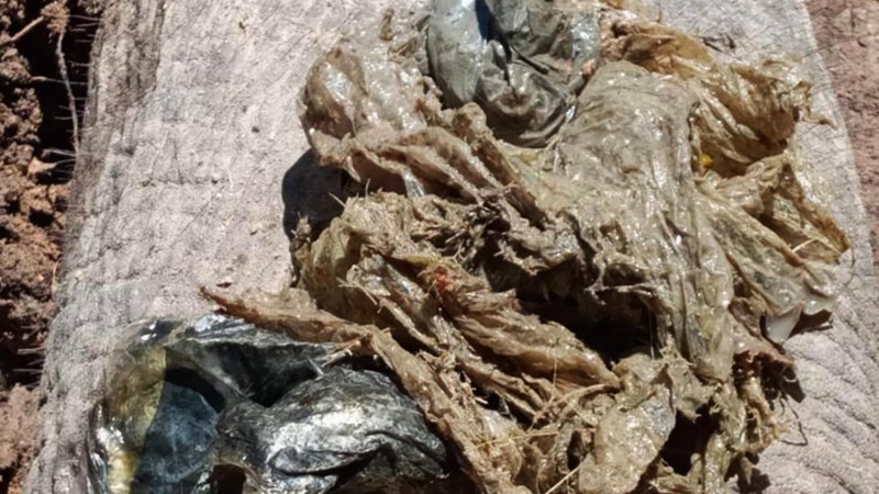 Jumbo death spurs call to shun plastic bags