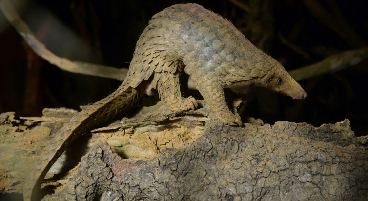 Vietnam suspends wildlife trade as pandemic prods action