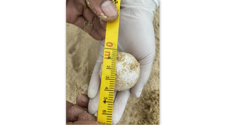 Another turtle nest found at Khao Lampi - Hat Thai Mueang National Park
