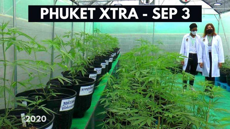 PHUKET XTRA: VIDEO: Cannabis amendments coming? No dogs on Nai Harn Beach! Covid cash! || September 3