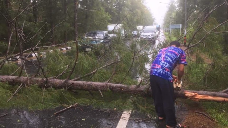 Phuket’s wild weather fells trees, cuts off power across island