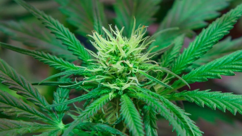 Use of cannabis, hemp to be allowed in food, cosmetics