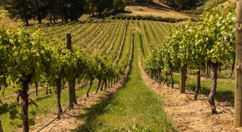China ramps up row, imposes high taxes on Australian wine