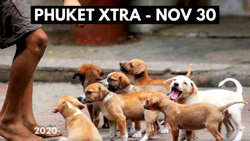 PHUKET XTRA: VIDEO: Stray dog shelters all over Phuket? Medical marijuana makes headway in Phuket! || November 30