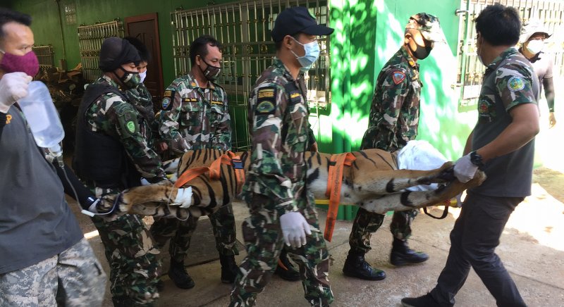 Tiger cubs seized, park suspected of smuggling