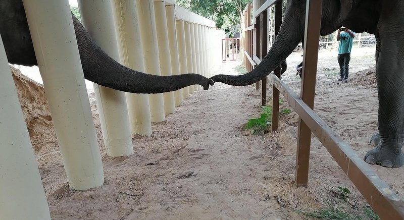 Lonely no more: Kaavan the elephant makes new friend