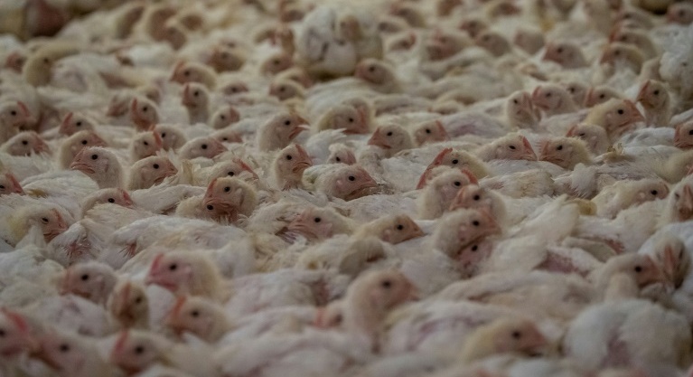 Lab-grown meat to go on sale in Singapore in world first