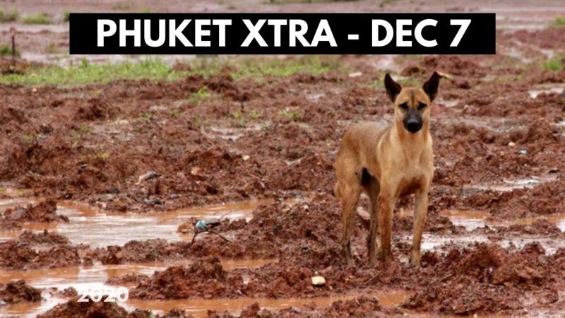 PHUKET XTRA: VIDEO: One town alone pays for Phuket Stray Dog Shelter! Stealing from closed Patong hotel? || December 7