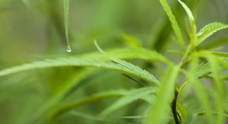 Ministries prepare marijuana tour