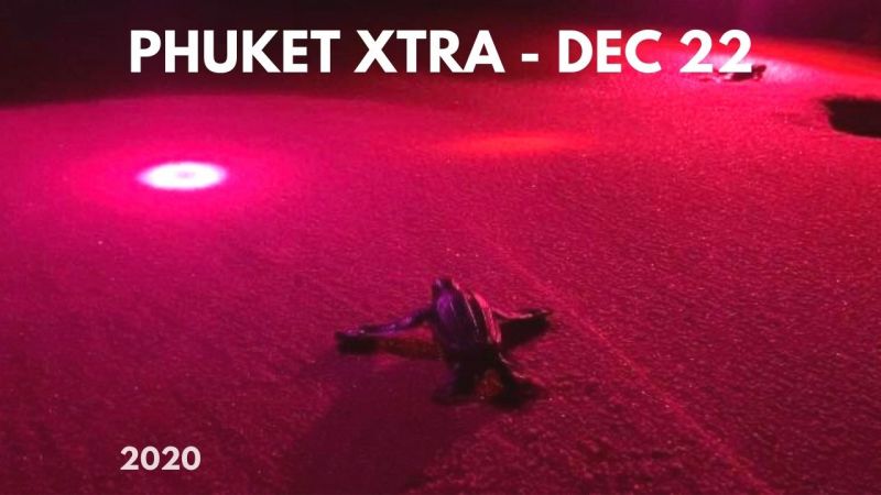 PHUKET XTRA: VIDEO: Premier warns of another lockdown! Baby turtles hatched, new nest found! || December 22
