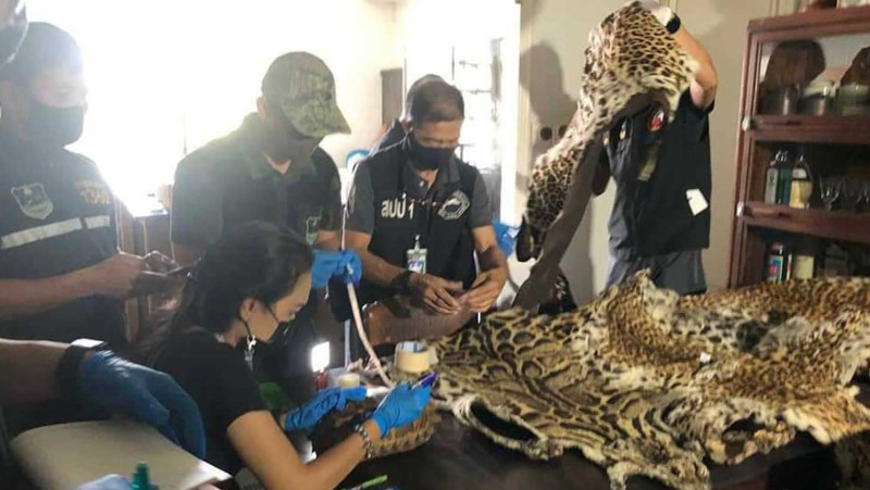 Tiger, leopard pelts seized at Bangkok hotel