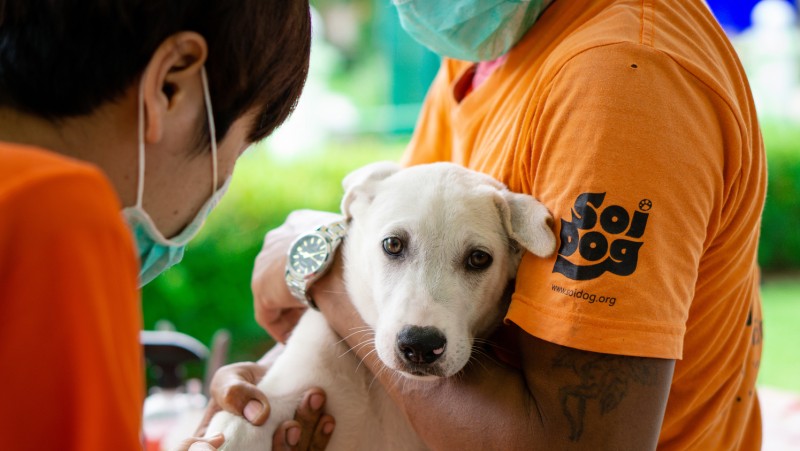 Soi Dog Foundation celebrates half-a-million sterilisations