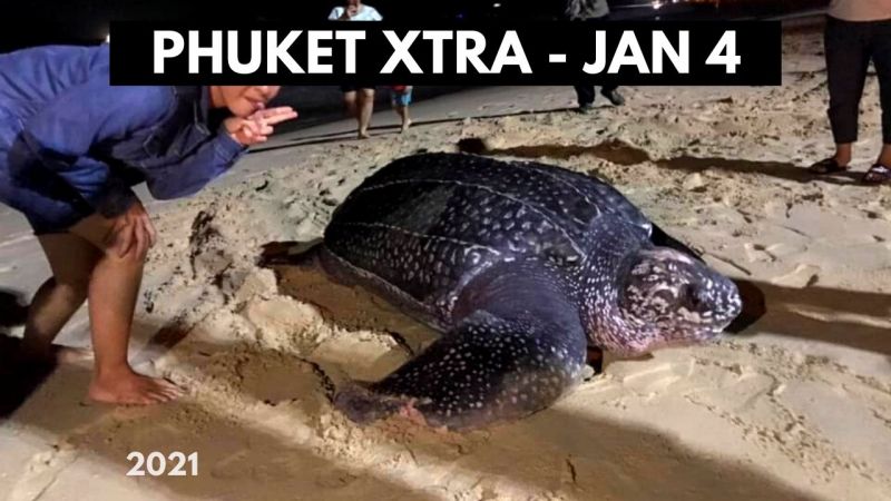 PHUKET XTRA: VIDEO: New Year turtle visits Phuket beach! No Phuket lockdown! Chinese vaccine coming? || January 4