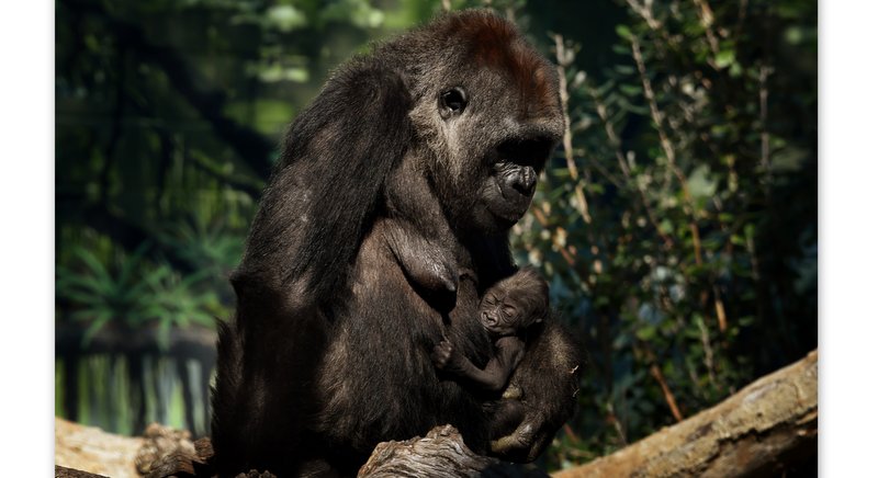Gorillas at San Diego zoo test positive for COVID-19