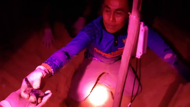 Baby turtles hatch, two more nests found in Phang Nga