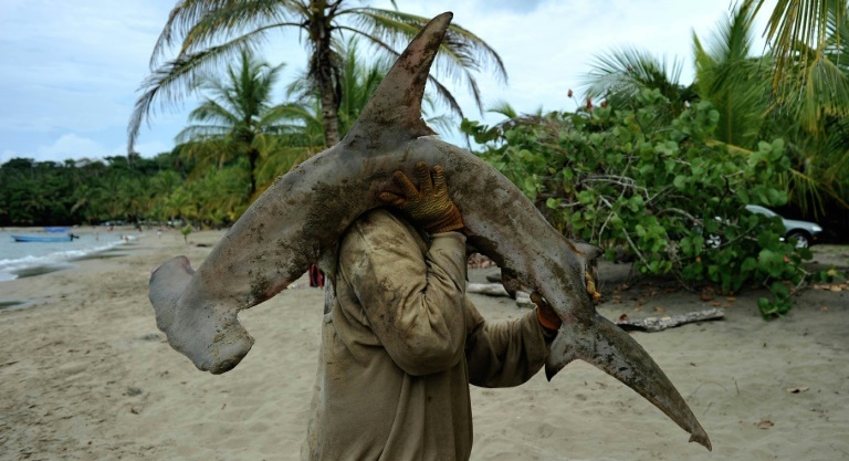 Overfishing of sharks leaving ‘gaping hole’ in ocean ecology, study finds
