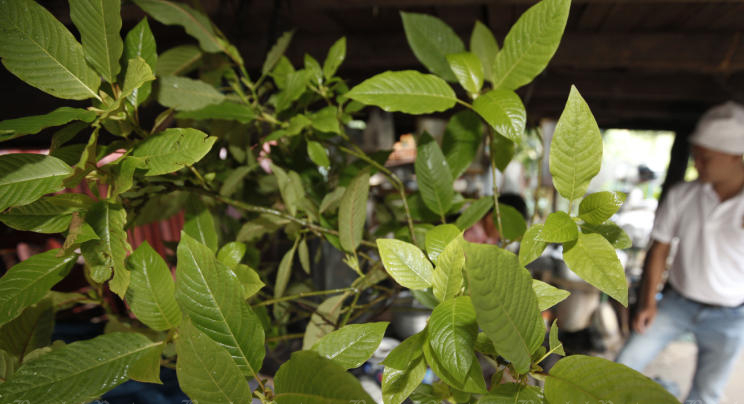 Parliament votes to remove kratom from narcotics list