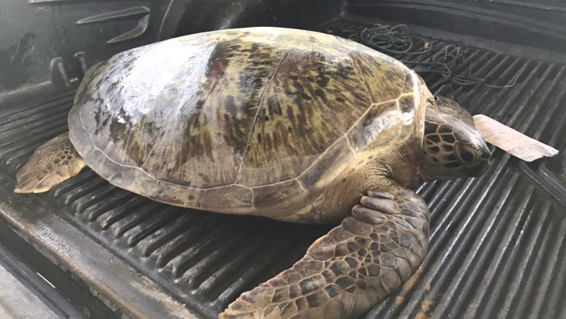 Green sea turtle rescued from local fishing net