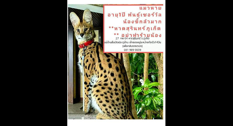African wildcat ‘Julie’ missing again