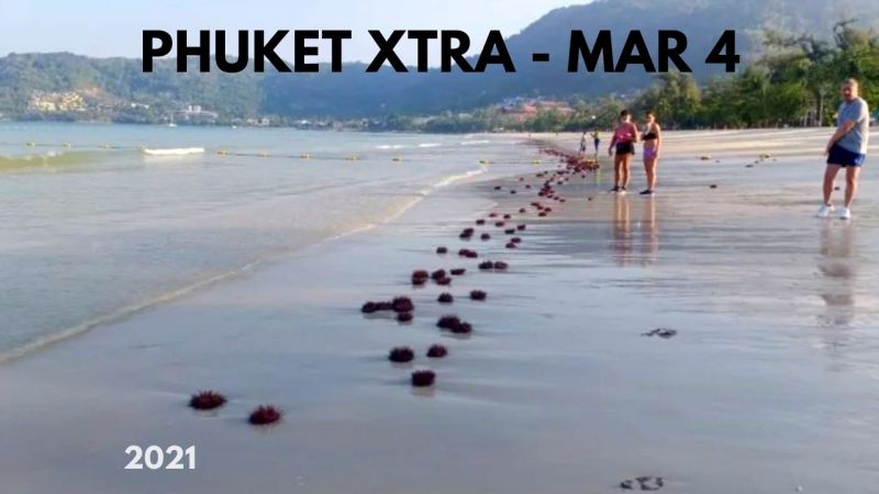 PHUKET XTRA: VIDEO: Hundreds of sea urchins wash ashore Patong Beach! || March 4