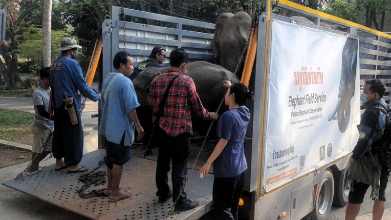 Foraging elephants poisoned by paraquat