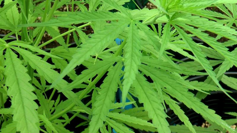 Tobacco agency pins hopes on hemp