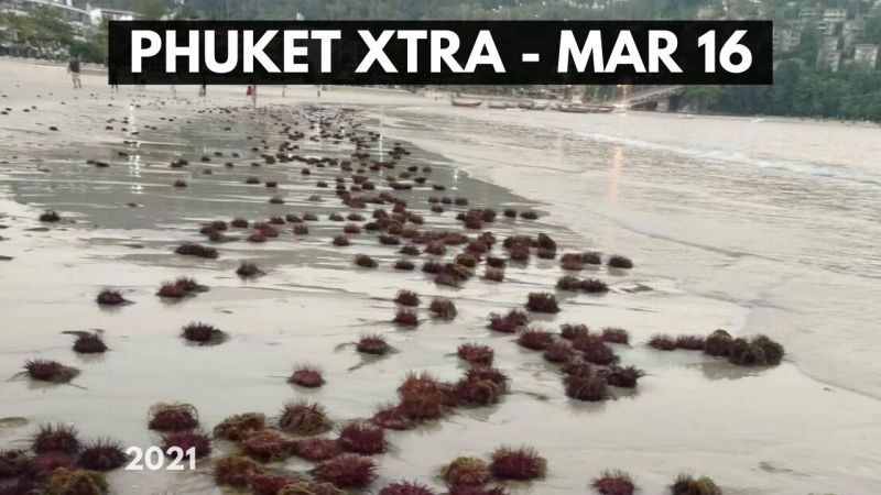 PHUKET XTRA: VIDEO: Protest leader goes on hunger strike! Sea urchins return to Patong Beach! || March 16