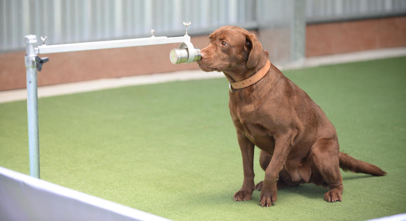 Sniffer dogs could be used to detect COVID-19