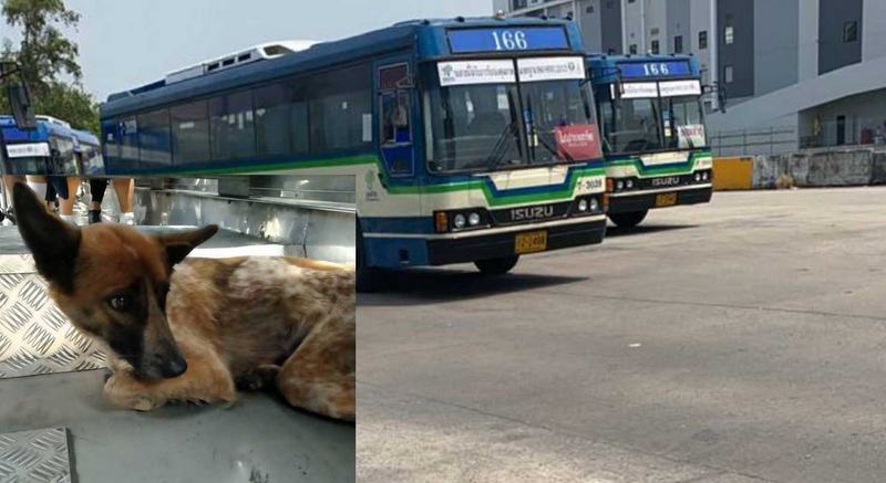 Dog trapped on expressway hitches a ride