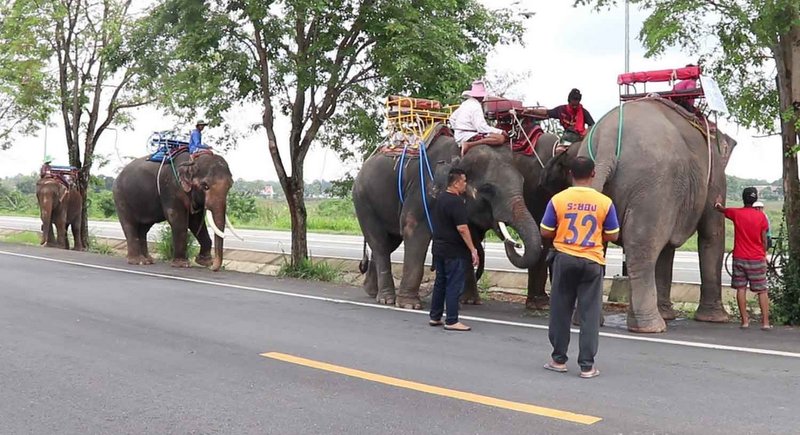 ‘Unemployed’ elephants begin 500km walk home