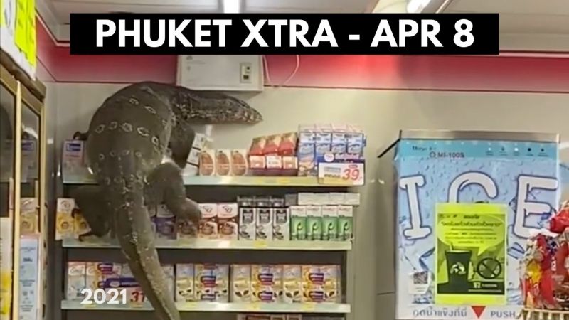 PHUKET XTRA: VIDEO: Godzilla lizard browses 7-Eleven || April 8