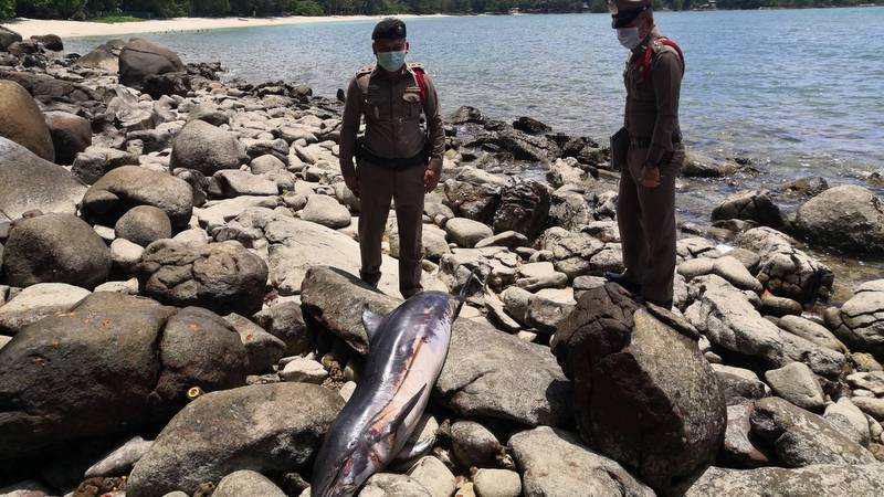 Young dolphin found dead at Tri Trang