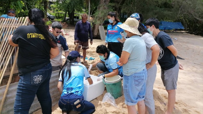 Turtle eggs safely recovered after strong waves endanger nest