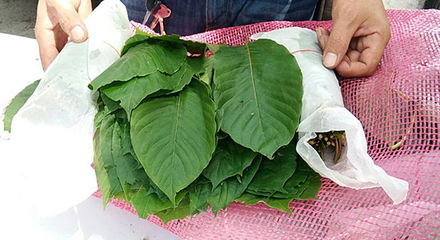 Kratom removed from illegal drugs list
