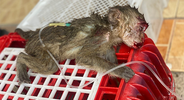 Rescued macaques saved from exotic-food trade