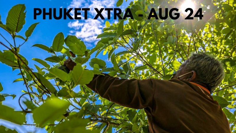 PHUKET XTRA: VIDEO: Kratom now legal to grow & sell, Phuket market cluster |:| August 24