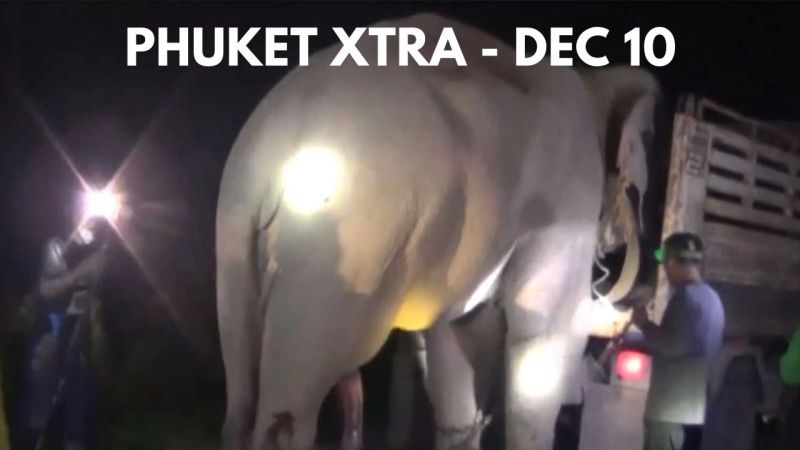 PHUKET XTRA: VIDEO: Phuket least corrupt province in Thailand? Elephant stomps mahout to death, Bike stabs man || December 10