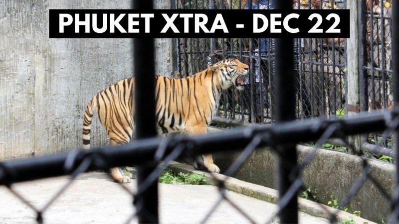PHUKET XTRA: VIDEO: Phuket Zoo closure prompts largest tiger rescue in Thailand, Missing infected tourist found || December 22