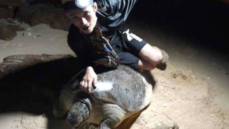 Turtle joyriding at Bang Tao under investigation