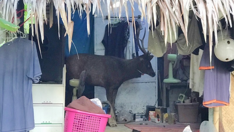 Sambar deer on road to recovery
