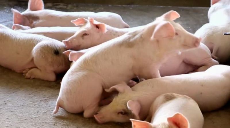 Soaring pork prices linked to supply hogging