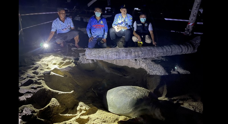 Turtle lays first eggs of the year at Ao Sane Beach