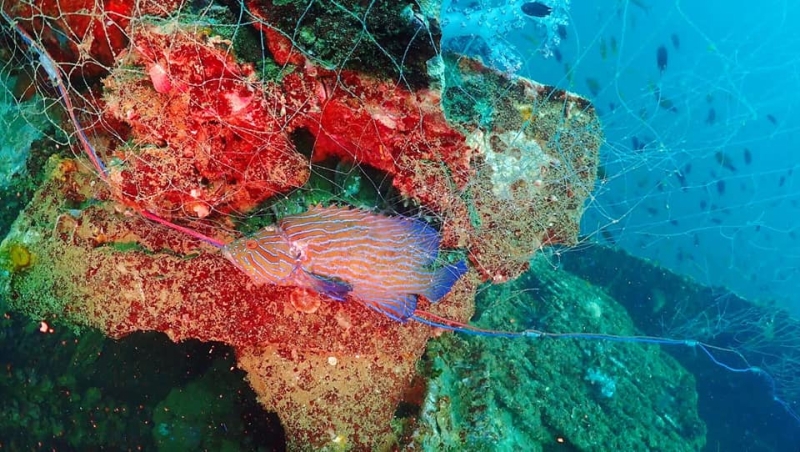 Navy rallies to remove fishing nets from prized King Cruiser reef