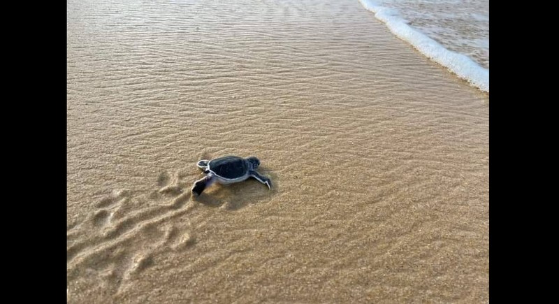 75 baby green turtles head out to sea