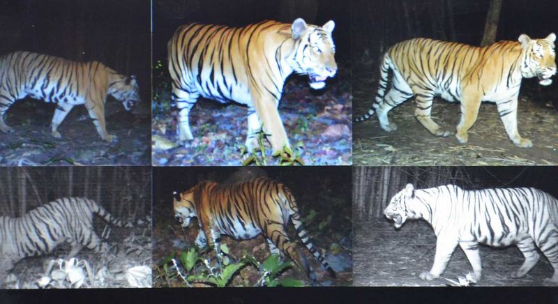 Tiger preservation to be enhanced